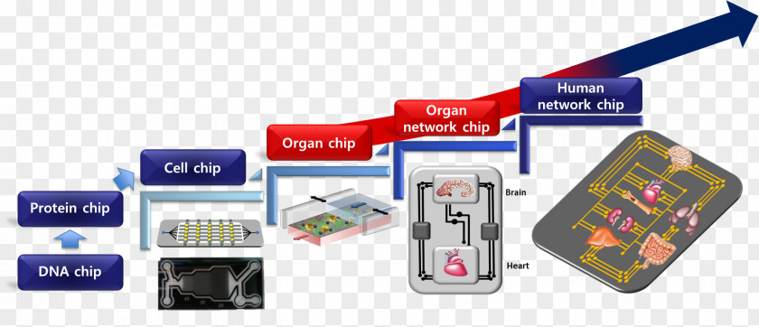 Organ-on-a-chip Lab-on-a-chip Integrated Circuits & Chips In Vitro PNG