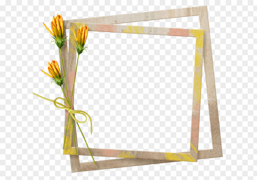 Picture Frames Photography PNG