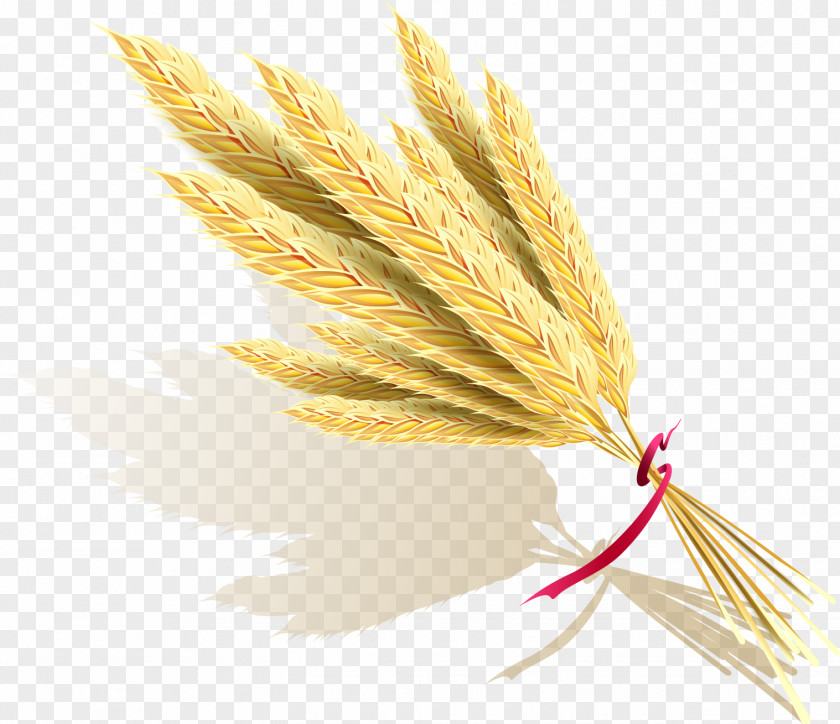 Vector Rice Icon PNG