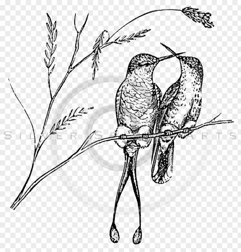 Bird Ruby-throated Hummingbird Paper Drawing PNG