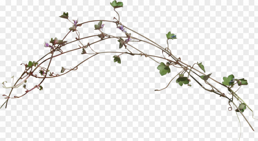 Design Twig Graphic Green PNG