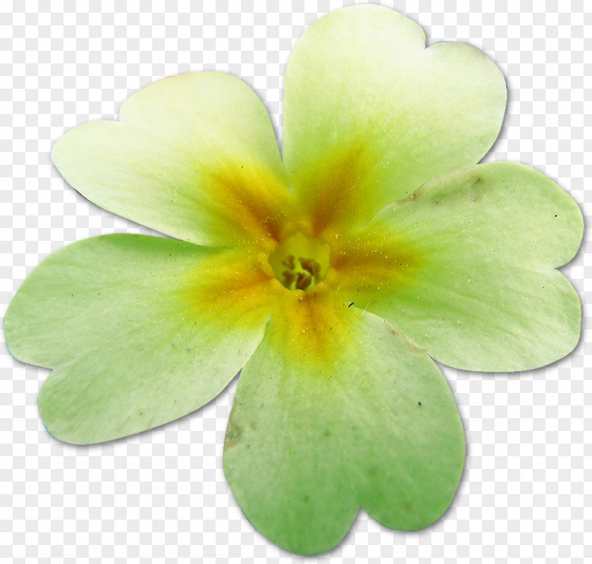 Flower Primrose Chamomile Painting Petal PNG