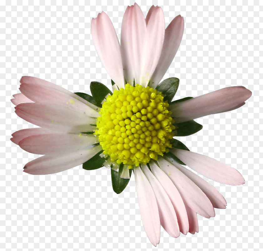 Ruins Of Chrysanthemum Petal White PNG