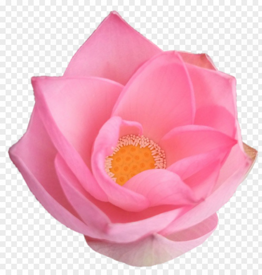 Sri Ganesh Centifolia Roses Garden Rosaceae Cut Flowers PNG