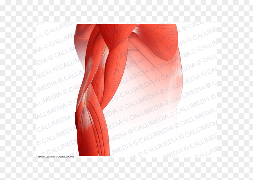 Elbow Arm Muscle Muscular System Thigh PNG system Thigh, arm clipart PNG