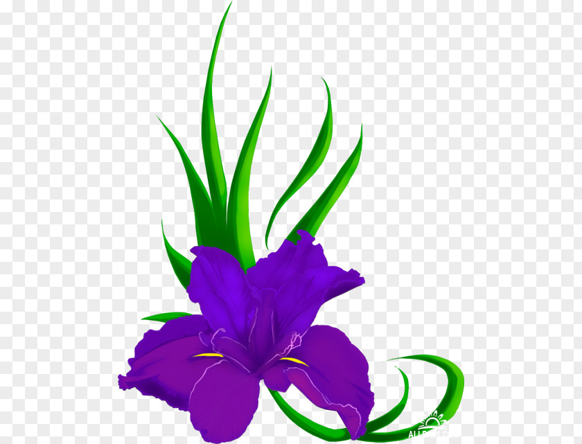 Flower Northern Blue Flag Cut Flowers Iris Family Clip Art PNG