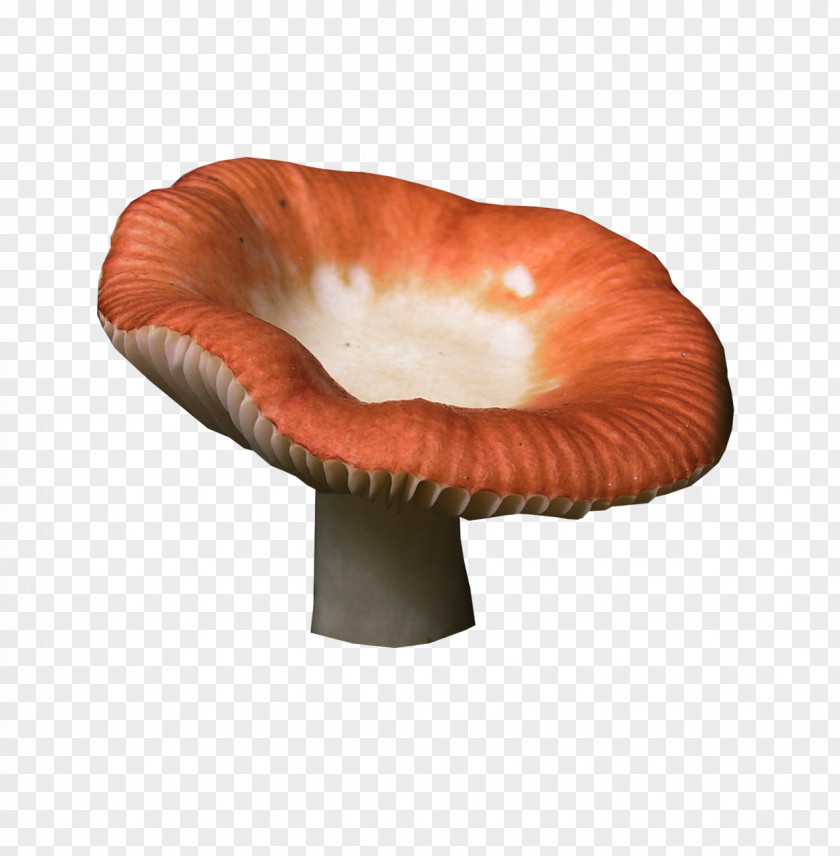 Halberd Fungus Death Cap Digital Image PNG