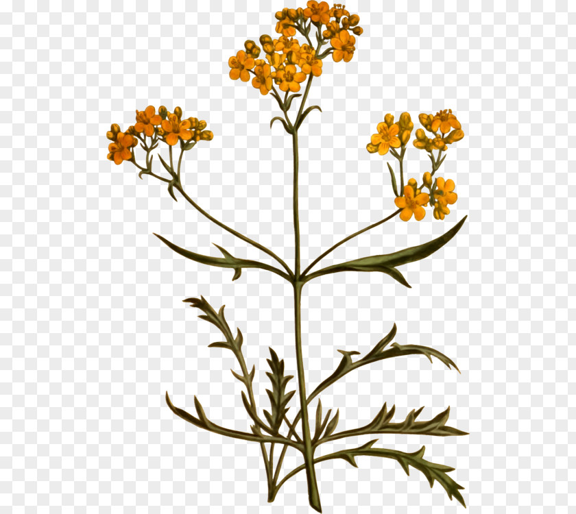 Herb Tanacetum Balsamita Flower Illustration PNG