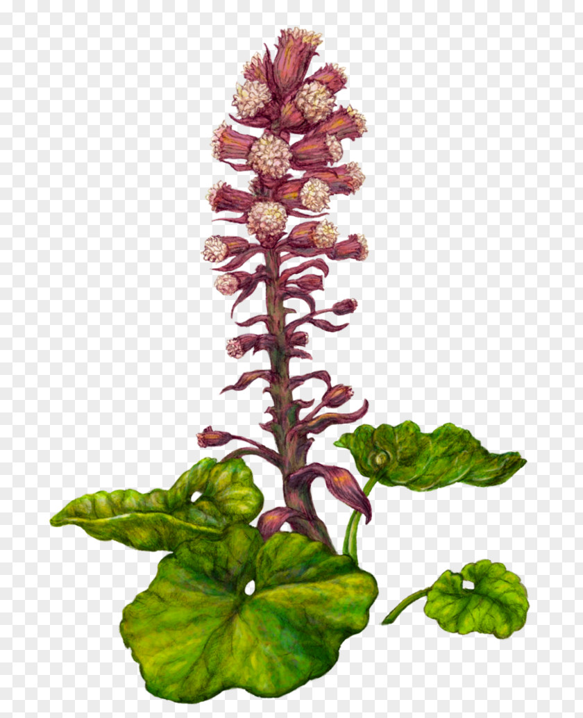 Plant Fuki Petasites Hybridus Botanical Illustration Rhizome PNG