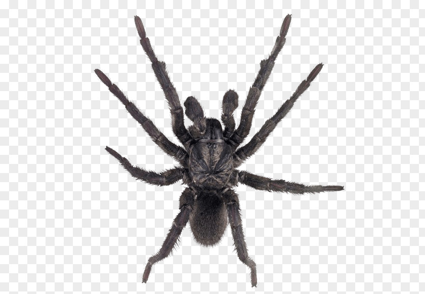 Spider Image Spider-Man Tarantula Insect PNG