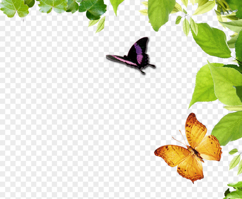 Butterfly Border Nymphalidae Moth PNG