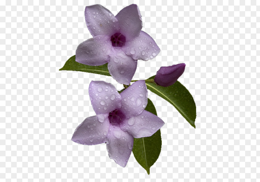 Flower Petal Ve PNG