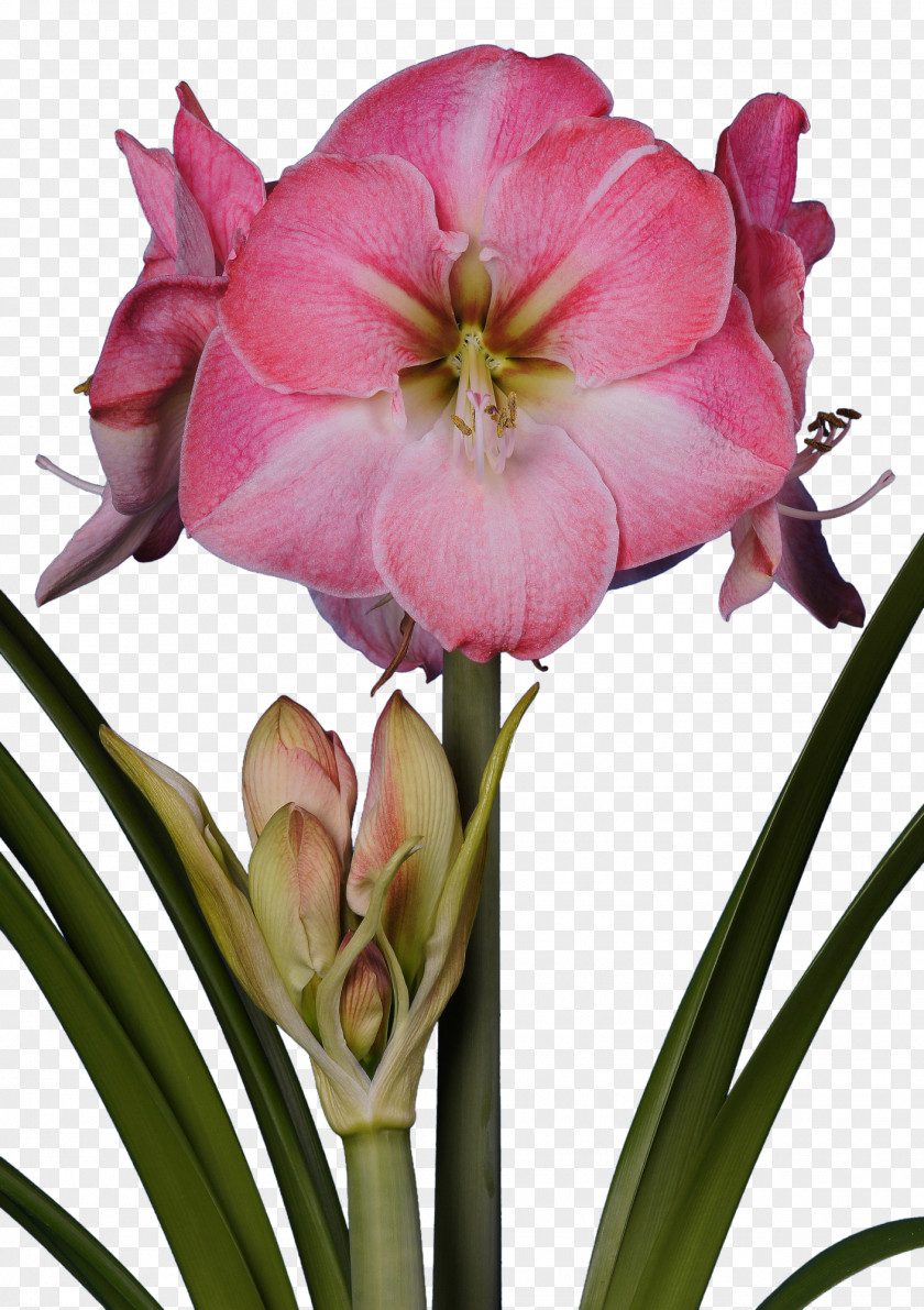 Bulb Amaryllis Flower Jersey Lily Red PNG