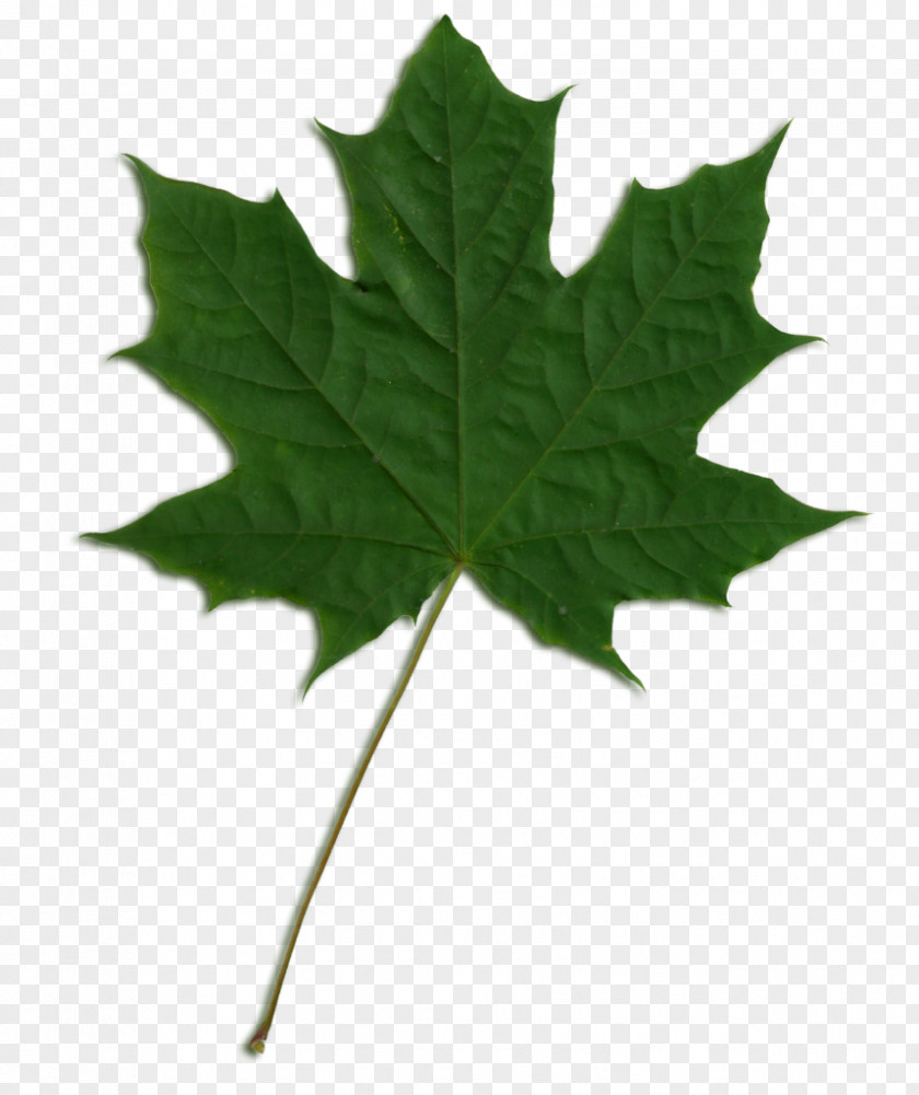Leaf Sycamore Maple Clip Art PNG