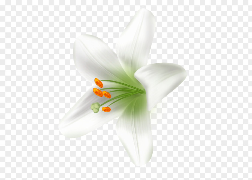 Lilies White Lily Image JPEG PNG