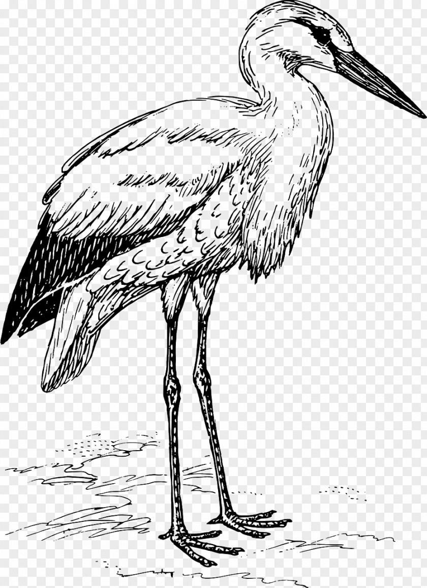 Stork White Bird Clip Art PNG