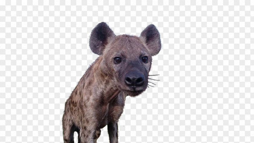 Hyena Terrestrial Animal Wildlife Snout PNG