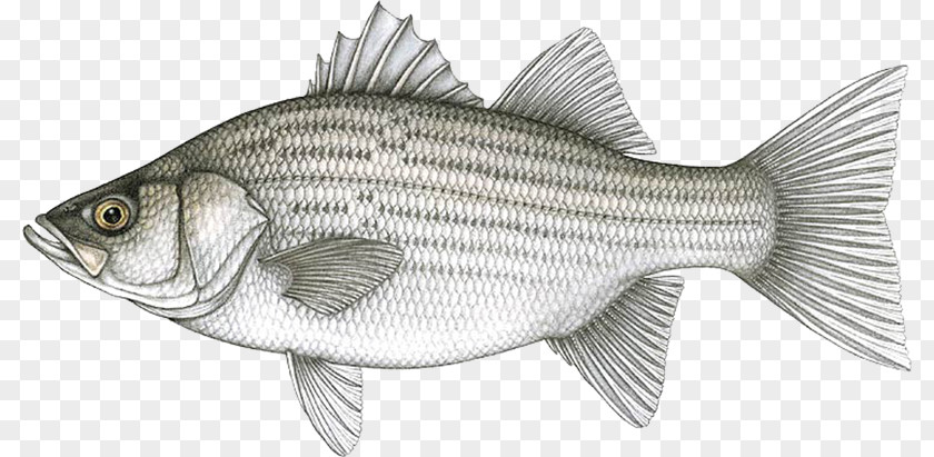Striped Bass Hybrid White Fishing Bluegill PNG