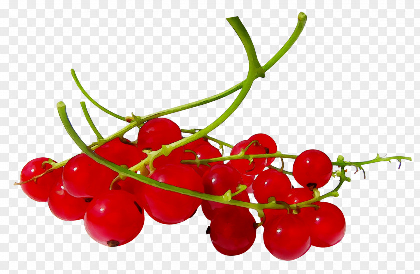 Zante Currant Cherries Redcurrant Blackcurrant Berries PNG