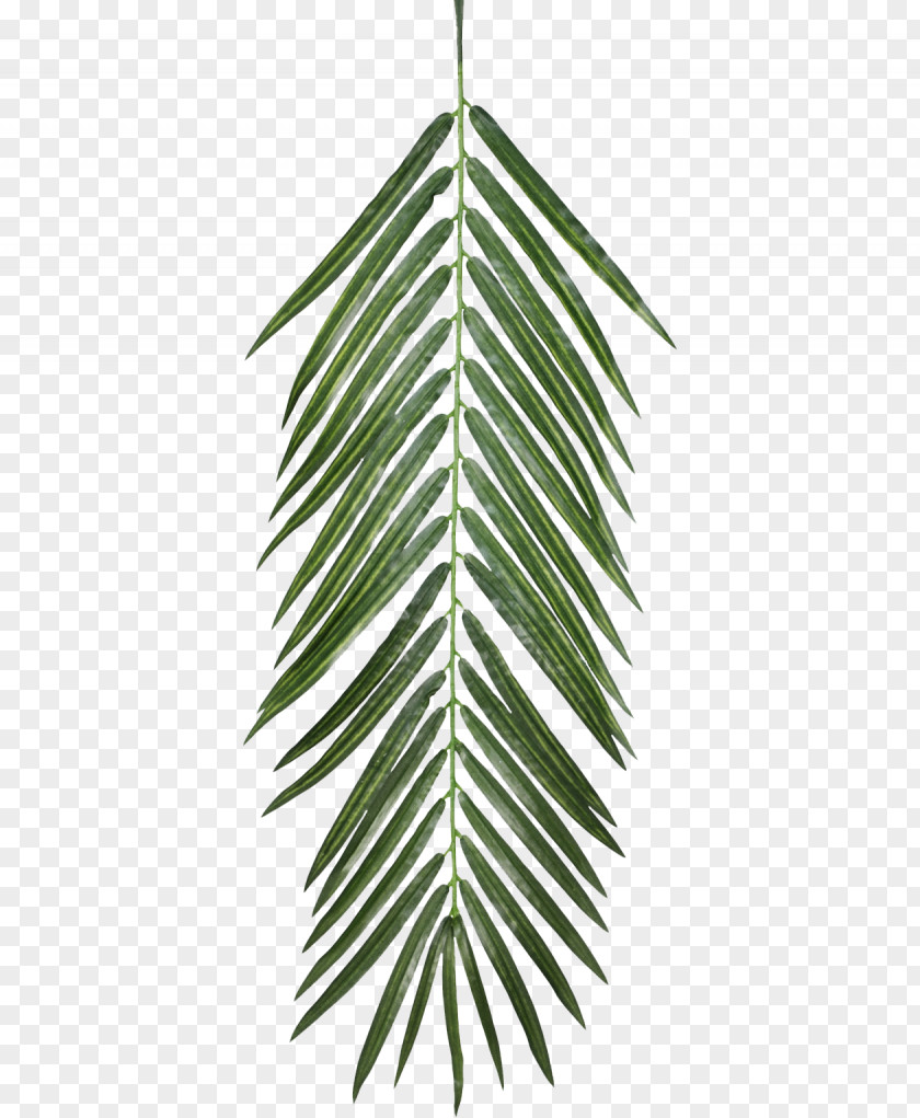 Palm Leaves Plant Opacity Texture Mapping Leaf PNG