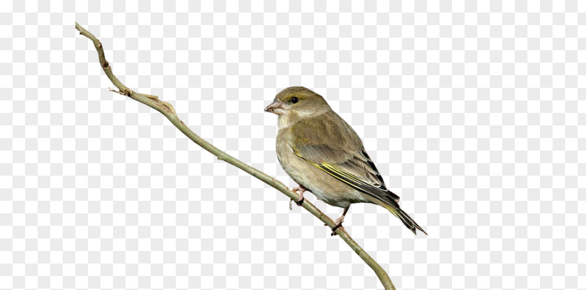 Bird Heart European Greenfinch House Sparrow PNG