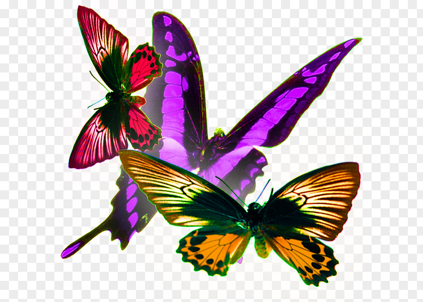 Butterfly In Kind Monarch Moth PNG