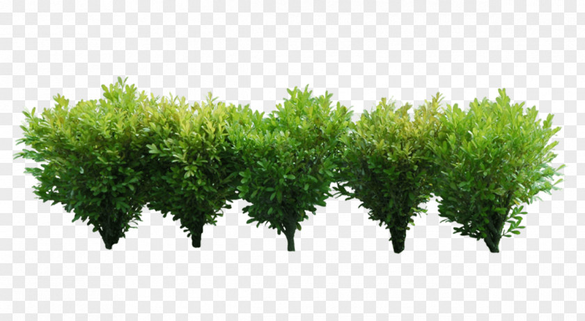 Five Little Green Dwarf Wood Shrub Tree Clip Art PNG
