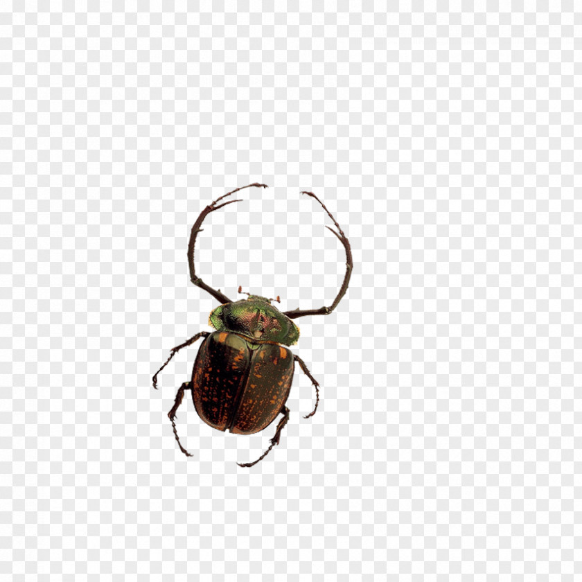 Insects, Fish Beetle U81edu866bu79d1 Clip Art PNG