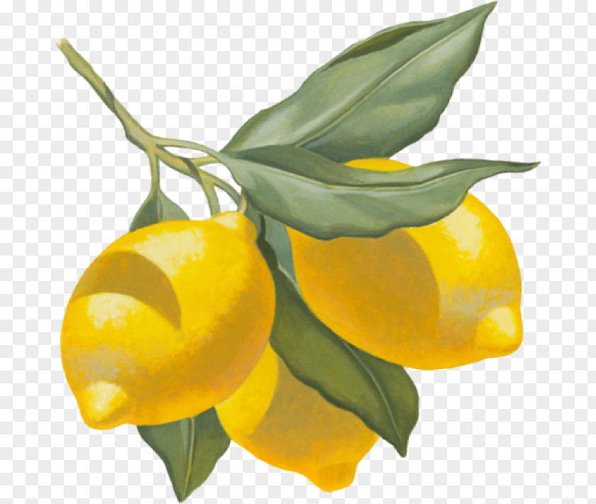 Lemon Chicken Clementine Apéritif Tangerine Restaurant PNG