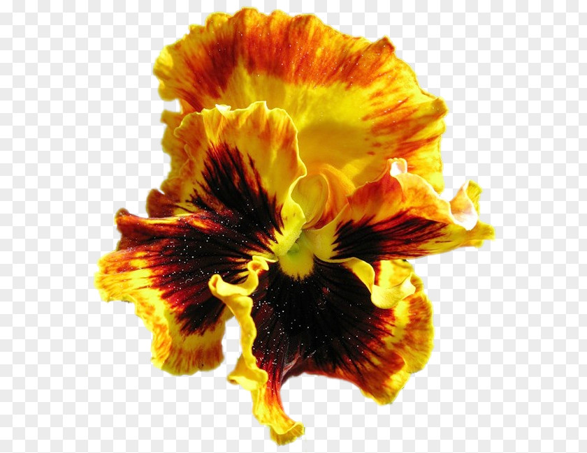 Pansy Cut Flowers Petal PNG
