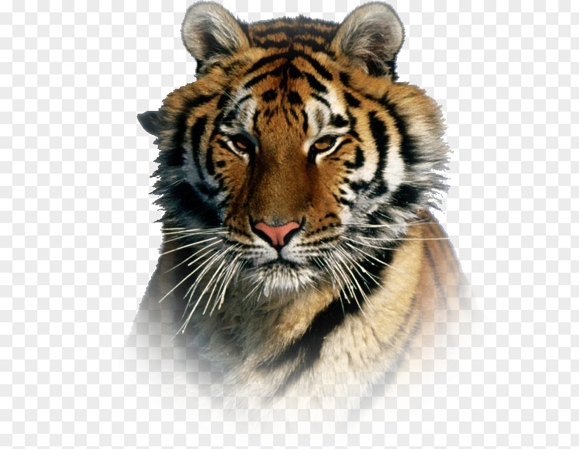 Tiger Siberian Bengal Cat Amur River PNG