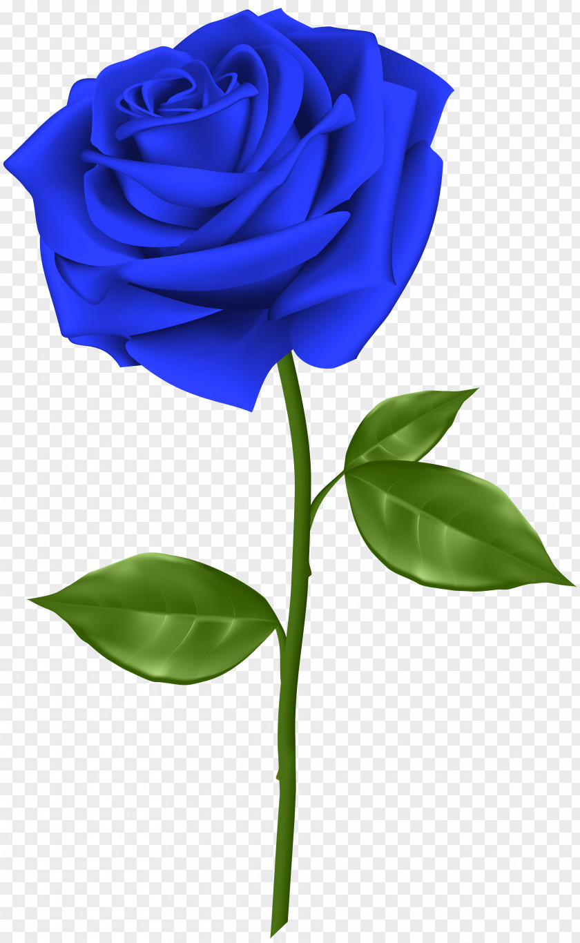 Blue Rose Transparent Clip Art Flower PNG