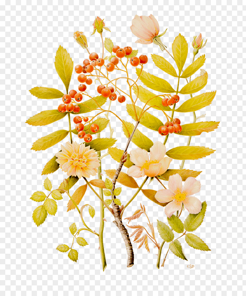 Tilia Cordata Floral Design Cut Flowers Twig Plant Stem PNG