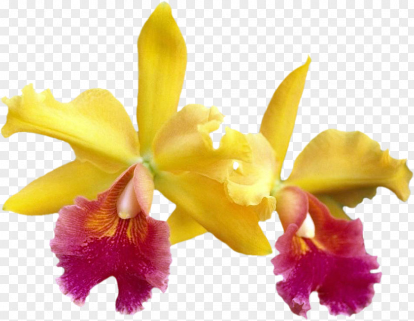 Crimson Cattleya Moth Orchids Cut Flowers Dendrobium PNG