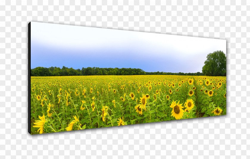 Sunflower Landscape Canola Oil Grasses Farm Crop Flower PNG