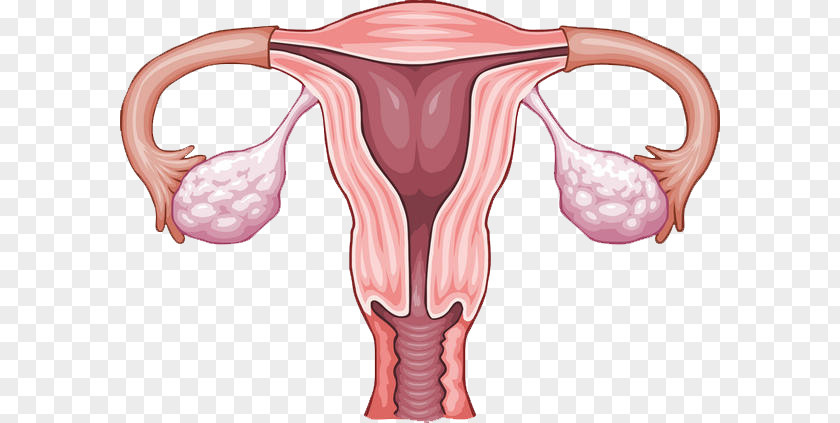 Woman Ovary Uterus Reproductive System Menstruation PNG