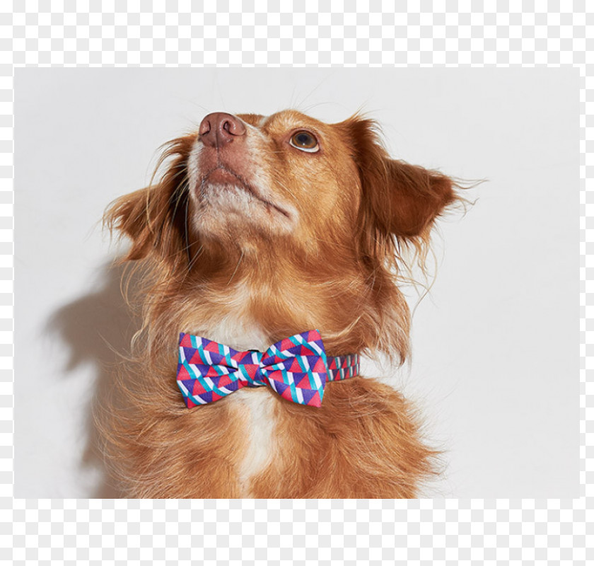 Butterfly Nova Scotia Duck Tolling Retriever Bow Tie Dog Breed Companion French Bulldog PNG