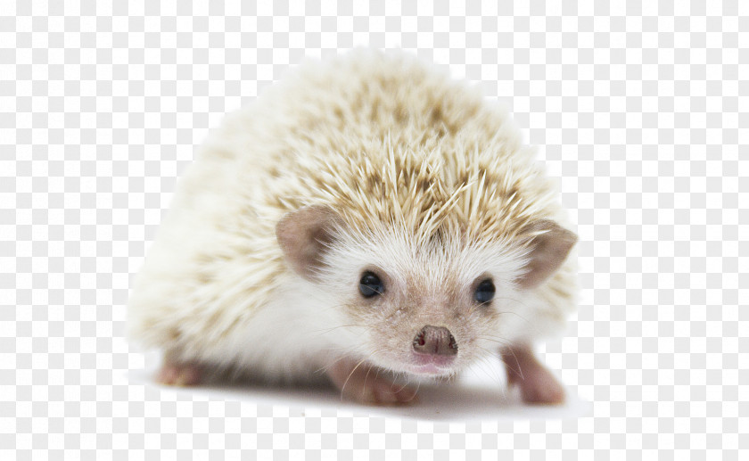 Domesticated Hedgehog Four-toed European Porcupine Rodent PNG