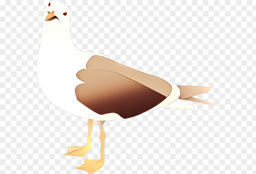 Galliformes Beak Duck Cartoon PNG