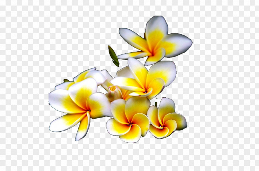 Hawaii Egg Flower Photography Moth Orchids Cut Flowers Floral Design Lilium Wallpaper PNG