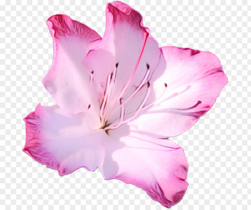 Herbaceous Plant Hibiscus Petal Pink Flower Flowering PNG