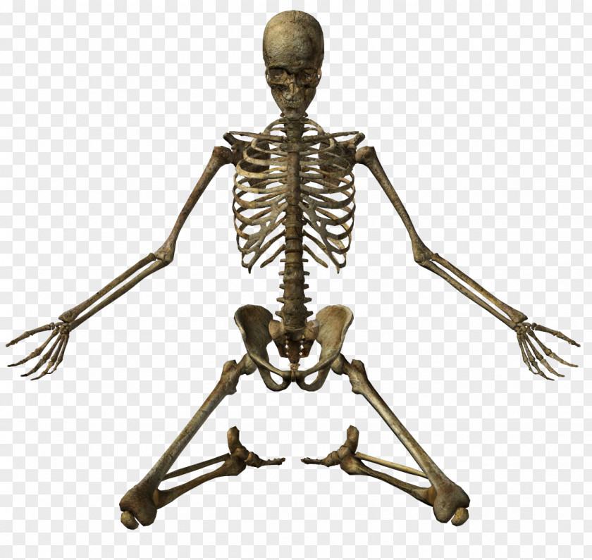 Human Skeleton Bone Clip Art PNG