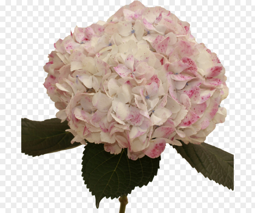 Hydrangea Cut Flowers Pink Rose PNG