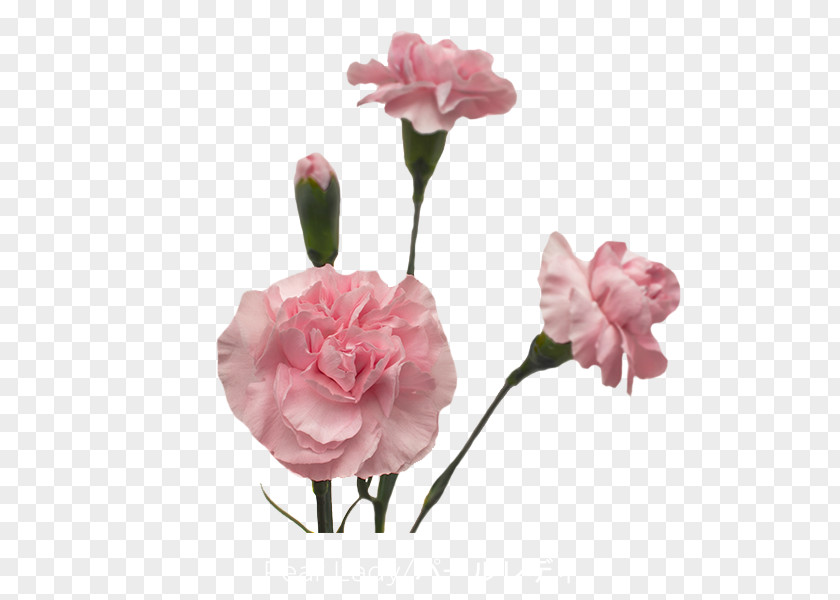 Jade Flower Garden Roses Carnation Cut Flowers Pink PNG