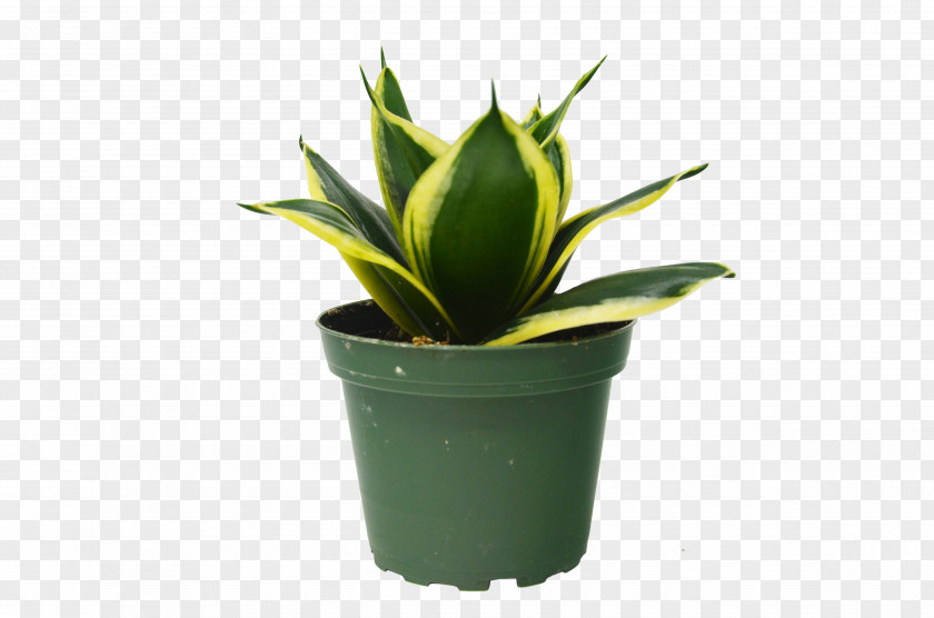 Perennial Plant Agave Azul Rubber Tree PNG