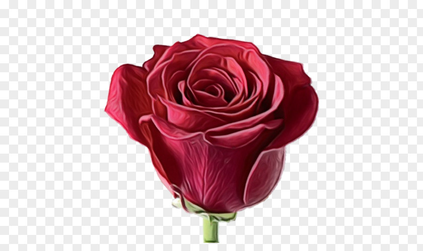 Plant Hybrid Tea Rose Garden Roses PNG