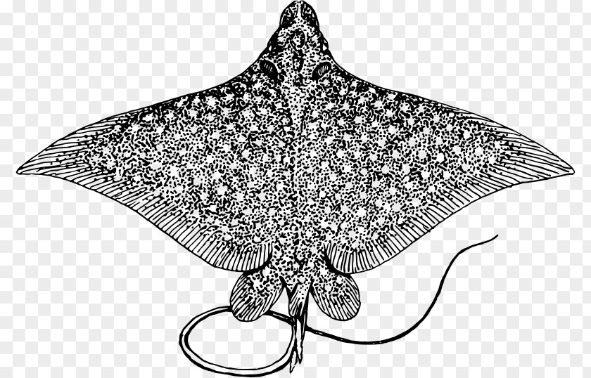 Ray Fish Batoidea Clip Art PNG