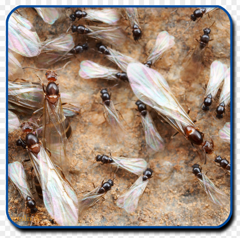 Ants Ant Insect Termite Nuptial Flight PNG