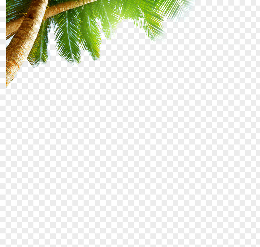 Coconut Tree Beach Sea Sky AliExpress Wallpaper PNG
