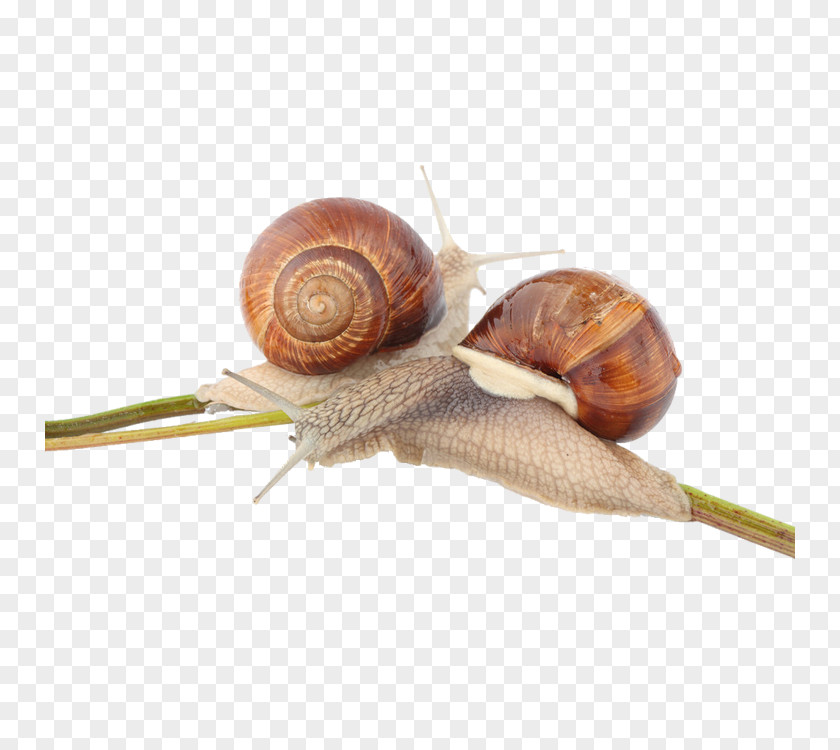 Escargots Orthogastropoda Pond Snails Photography Image PNG